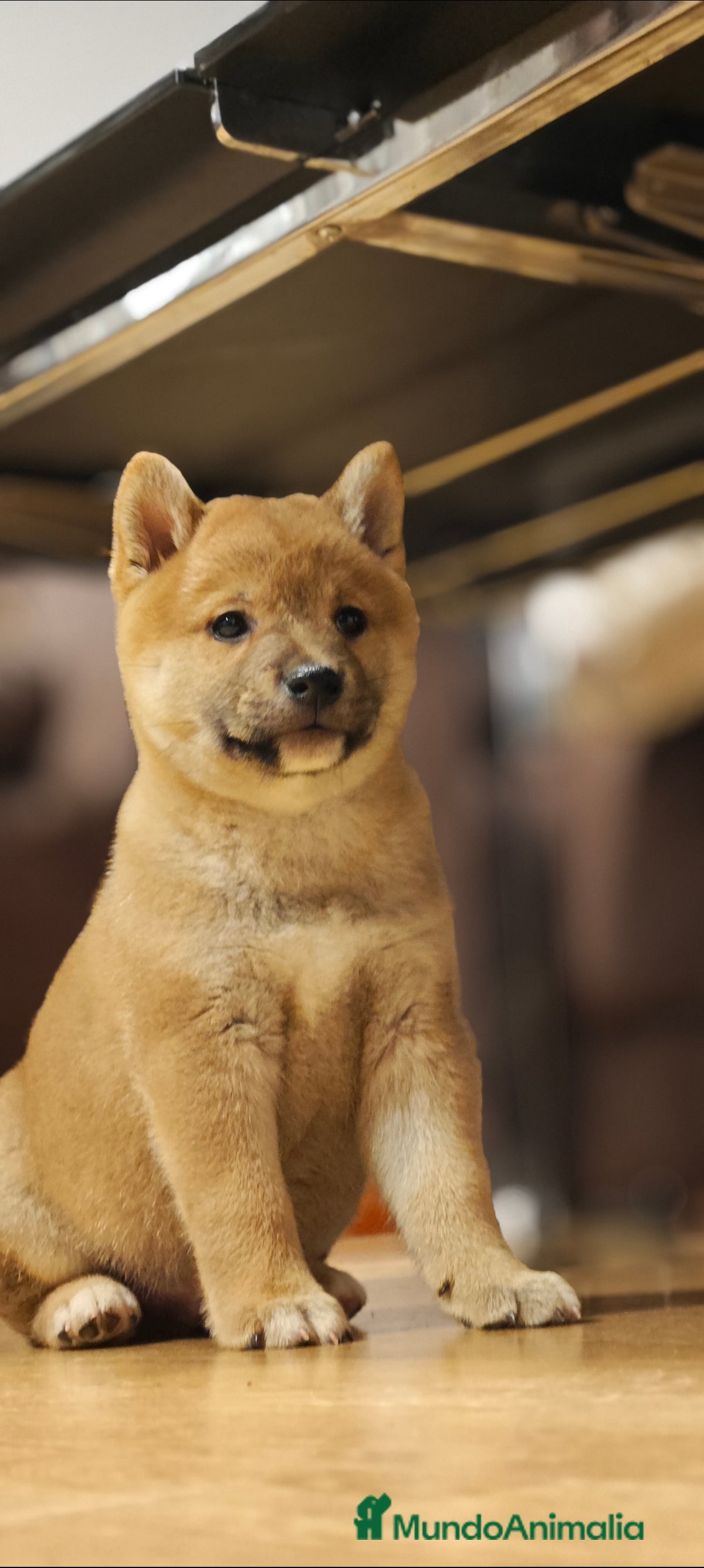 Shiba Inu perros Shiba inu  - Anuncio 2