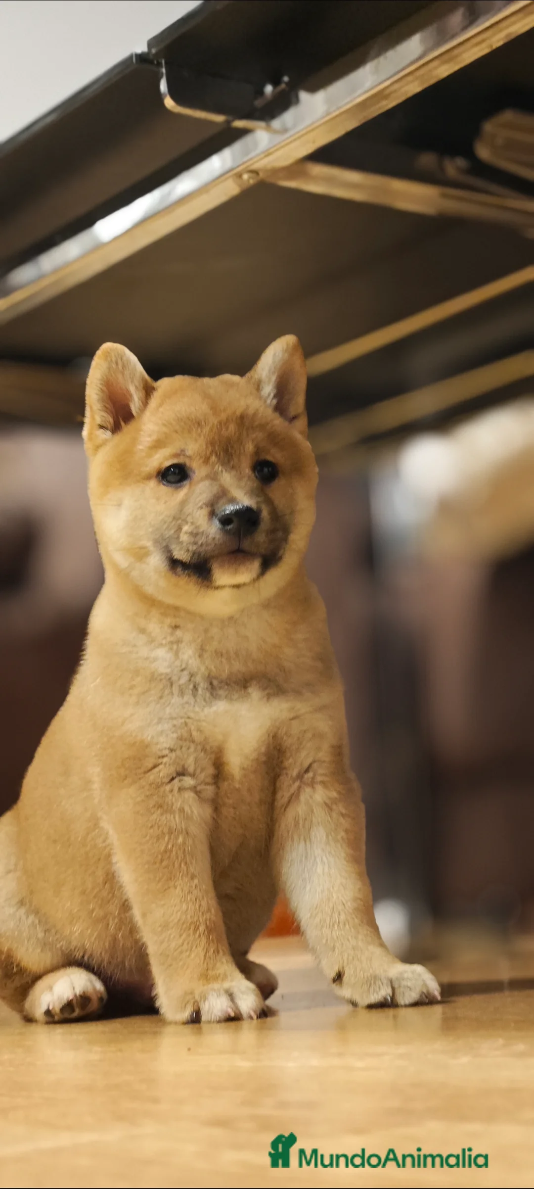 Shiba Inu perros en venta: Shiba inu  - Anuncio 2