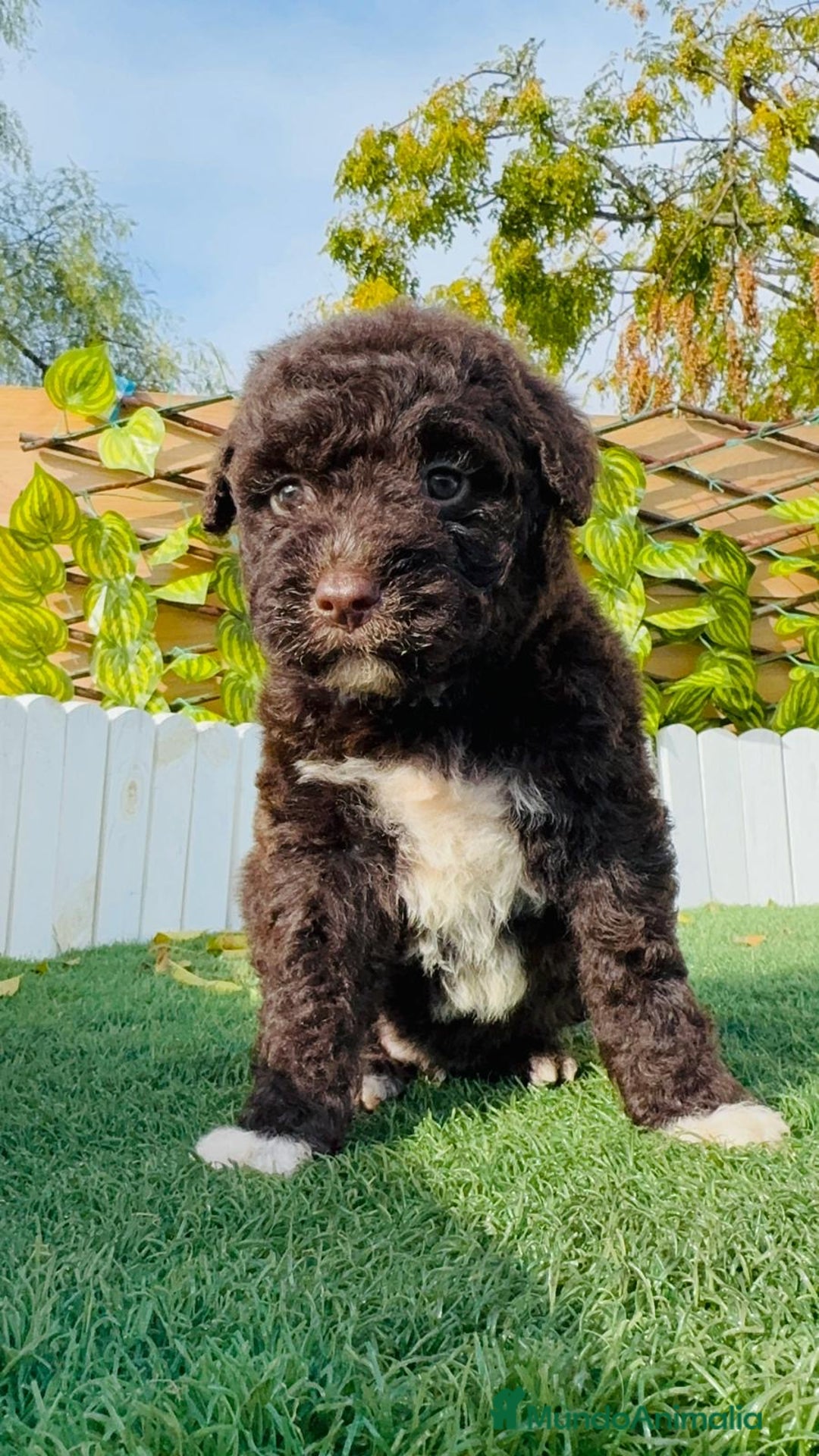 Perro de Agua Español perros en venta: PERRO DE AGUA ESPAÑOL - Anuncio 7