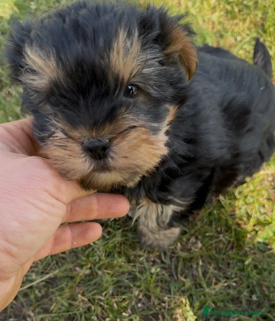 Yorkshire Terrier perros en venta: Yorkshire toy - Anuncio 2