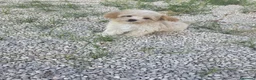 Maltipoo perros en venta: Maltipoo - Anuncio 1