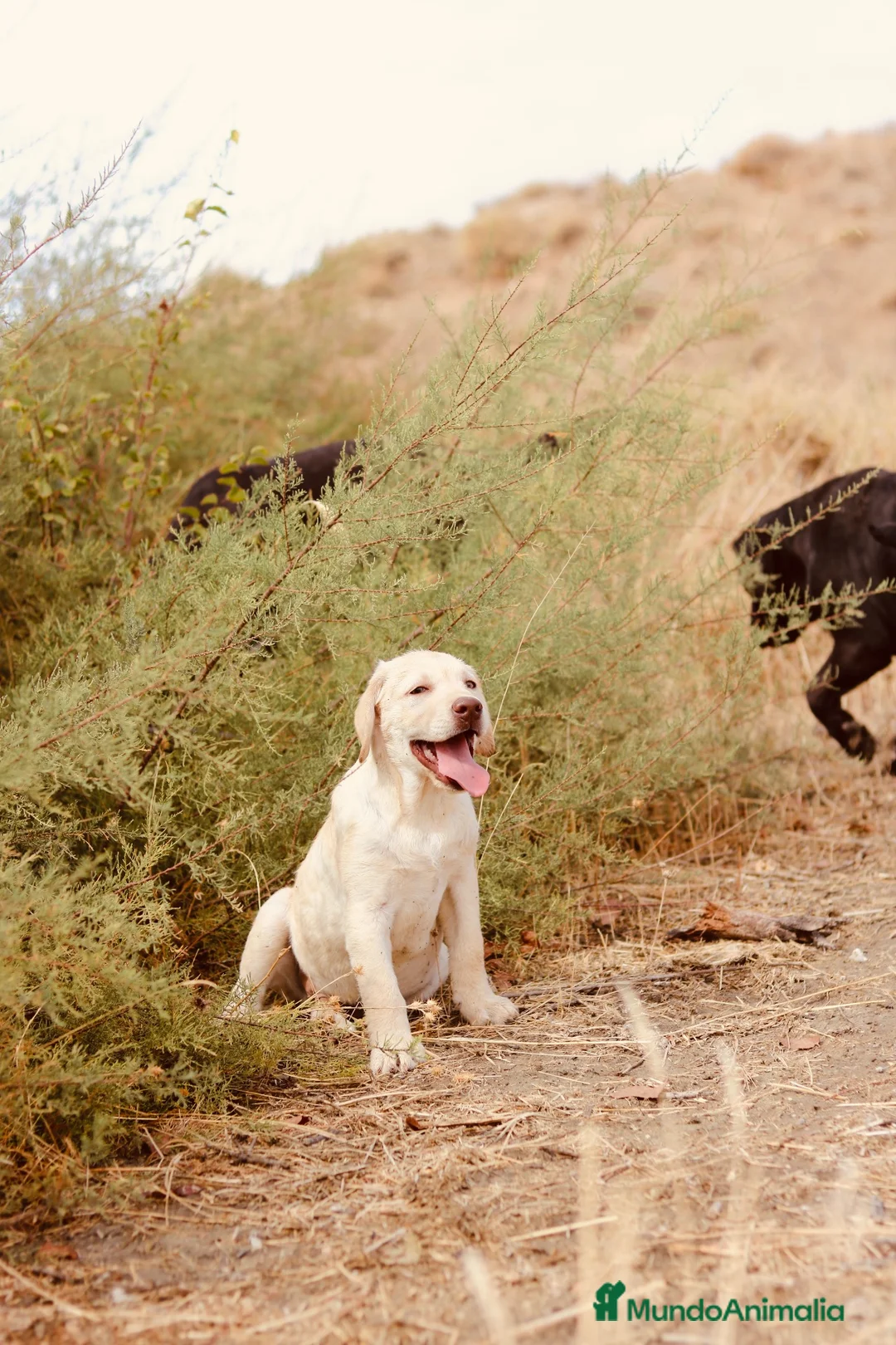 Labrador Retriever perros en venta: Cachorro macho amarillo.  - Anuncio 1