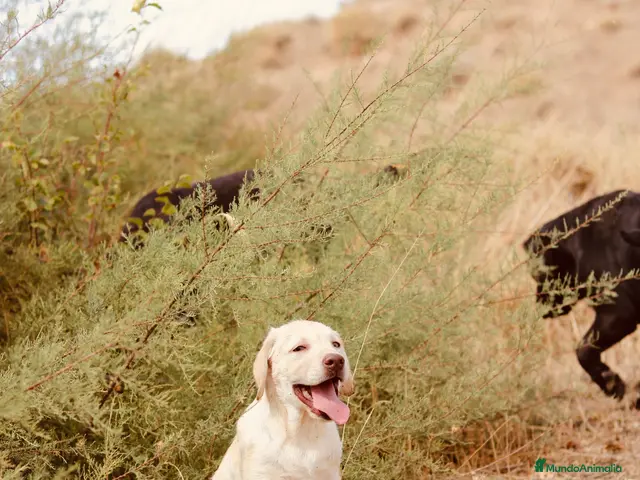 Labrador Retriever perros en venta: Exclusivo cachorro macho amarillo. - Anuncio 1