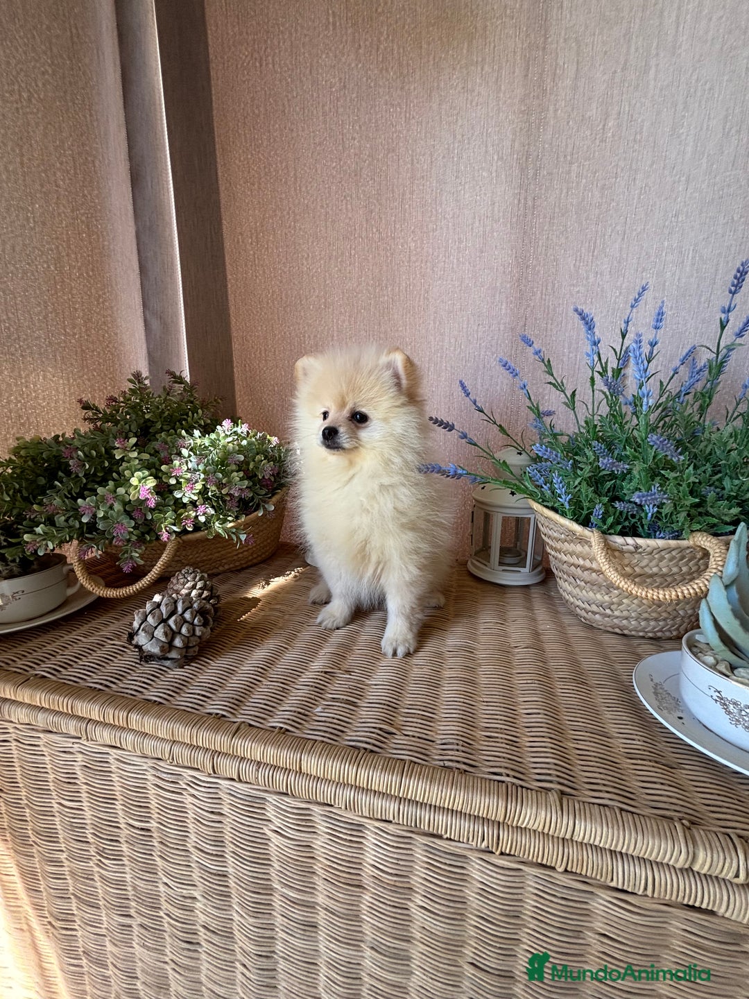 Pomerania perros en venta: Pomerania vacunación completa y chip - Anuncio 4