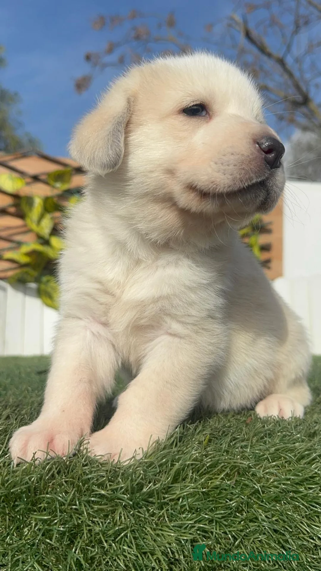 Mastín Español perros en venta: MASTIN ESPAÑOL - Anuncio 23