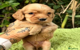 Cocker Spaniel Inglés perros en venta: Cocker inglés dorado - Anuncio 10