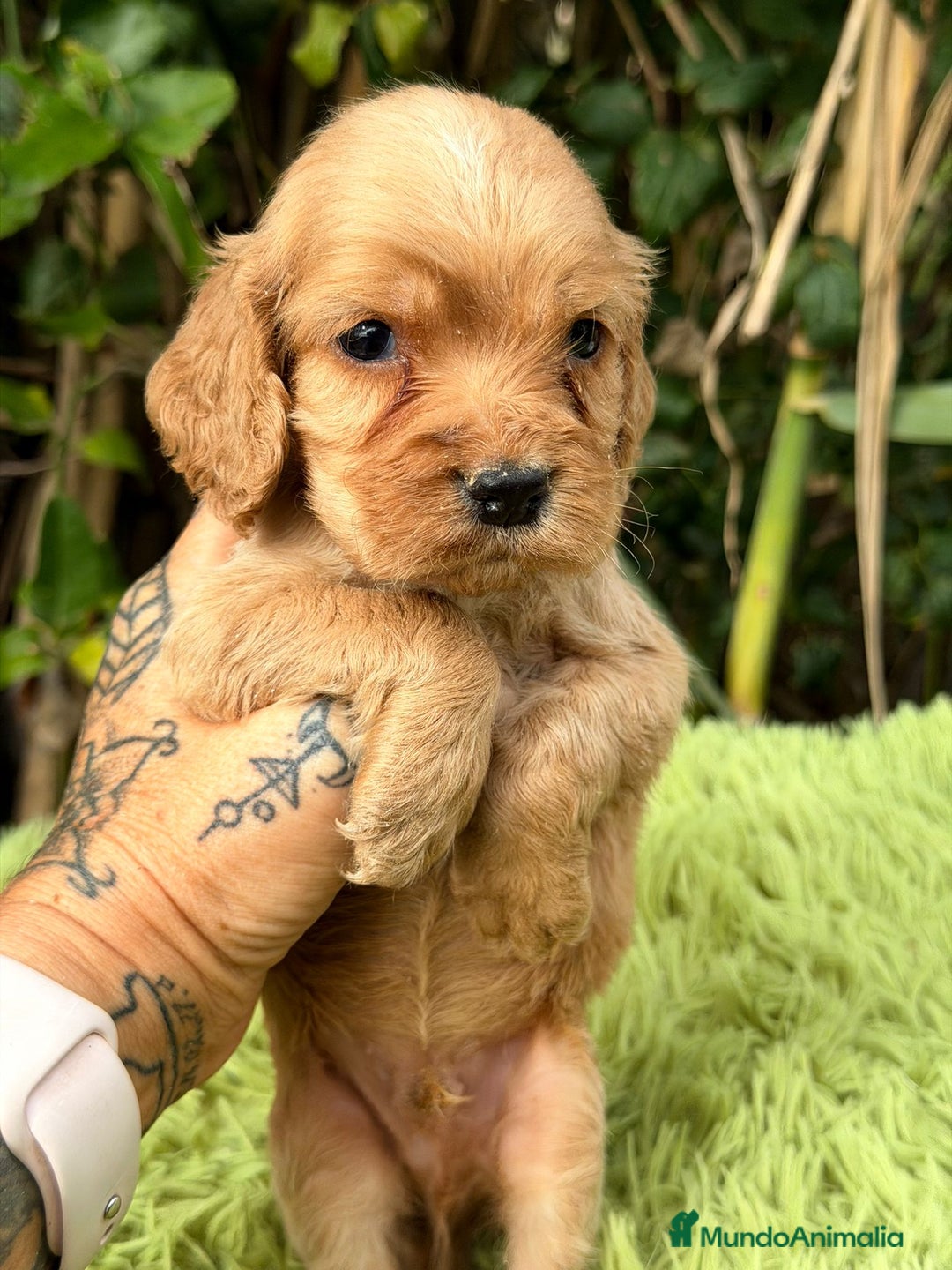 Cocker Spaniel Inglés perros en venta: Cocker inglés dorado - Anuncio 10