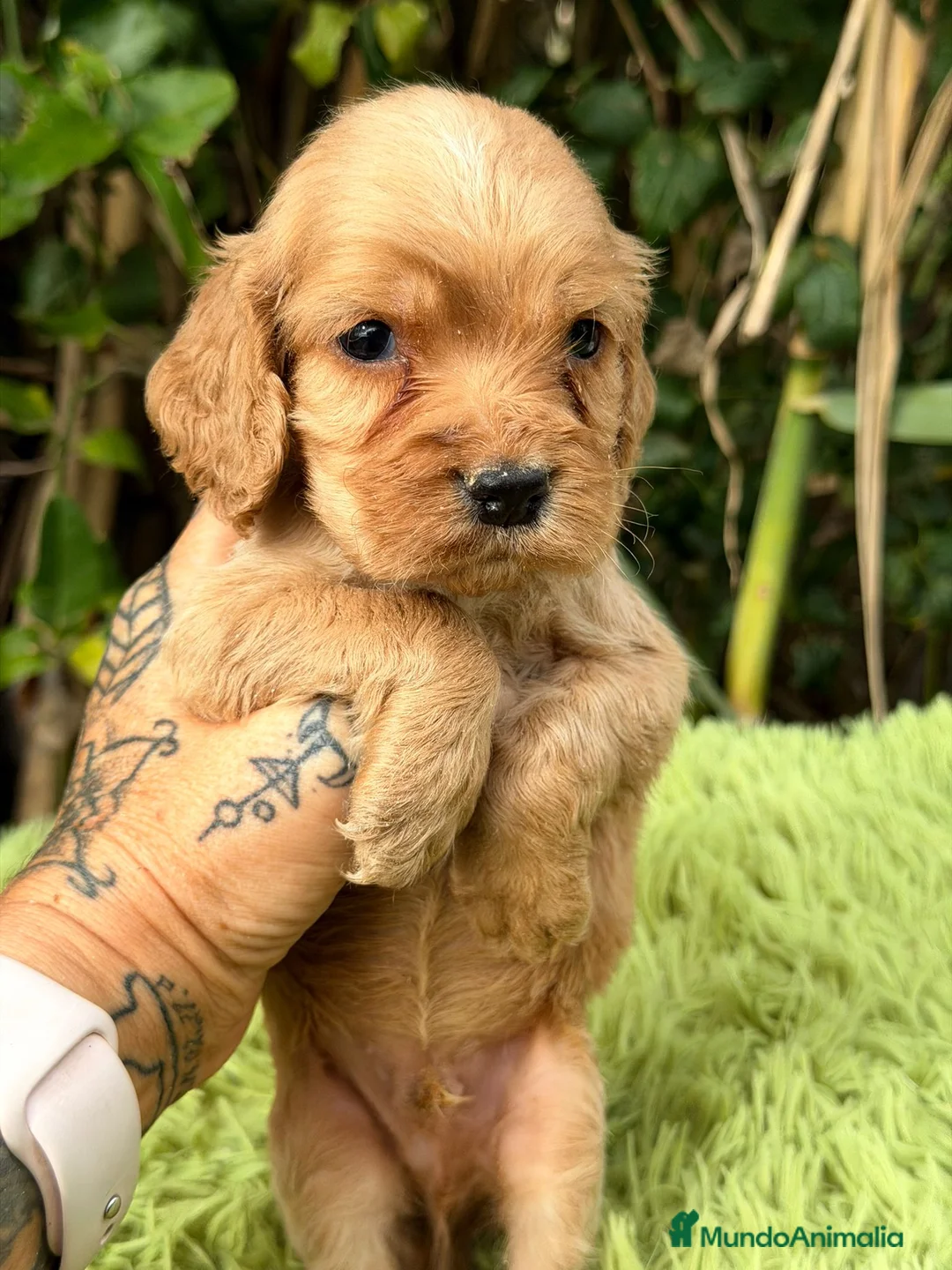 Cocker Spaniel Inglés perros en venta: Cocker inglés dorado - Anuncio 10
