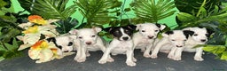 Ratonero Bodeguero Andaluz perros en venta: BODEGEROS ANDALUCES - Anuncio 1