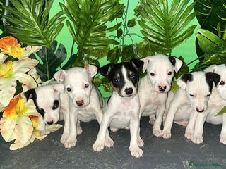 Ratonero Bodeguero Andaluz perros BODEGEROS ANDALUCES - Anuncio 1