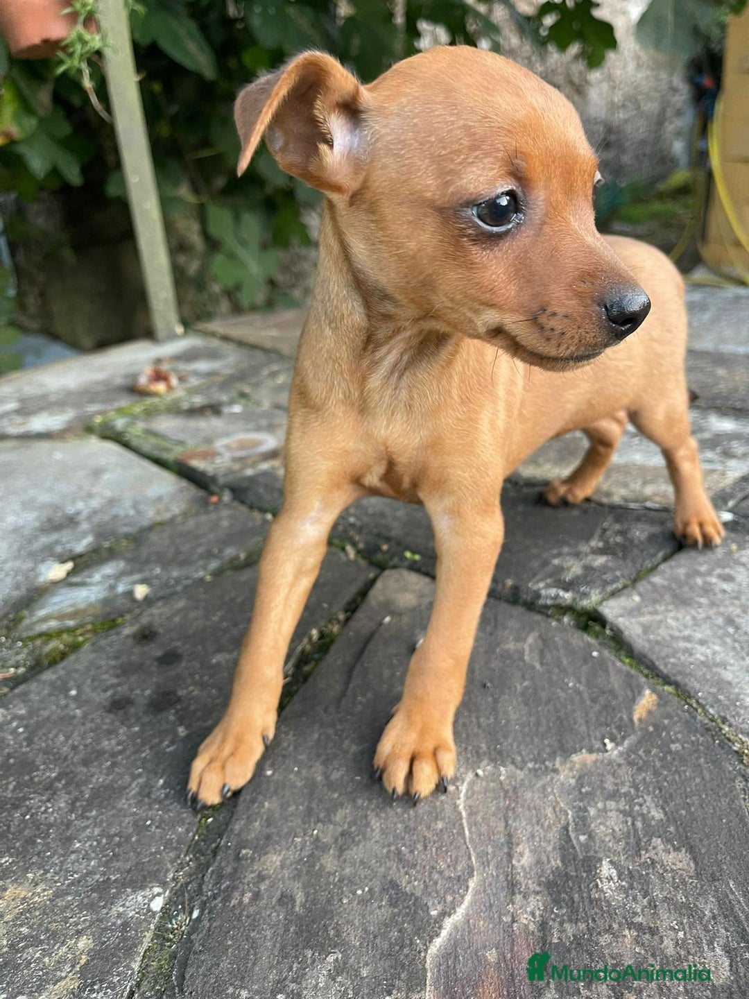 Pinscher Miniatura perros en venta: Pinscher miniatura  - Imagen 5