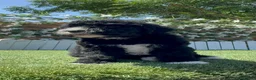 Perro de Agua Español perros en venta: PERRO DE AGUA ESPAÑOL - Anuncio 12
