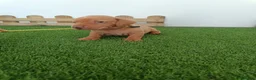 Teckel Miniatura perros en venta: Teckel mini  - Anuncio 2