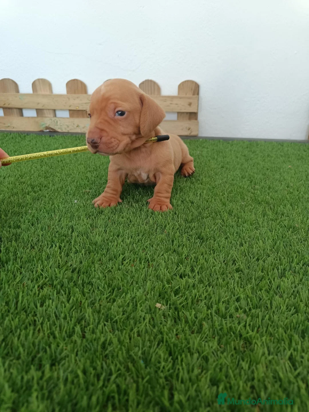 Teckel Miniatura perros en venta: Teckel mini  - Anuncio 2