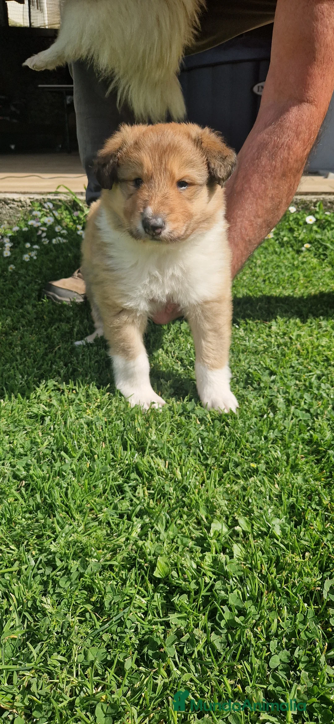 Border Collie perros en venta: Rough collie  - Anuncio 4