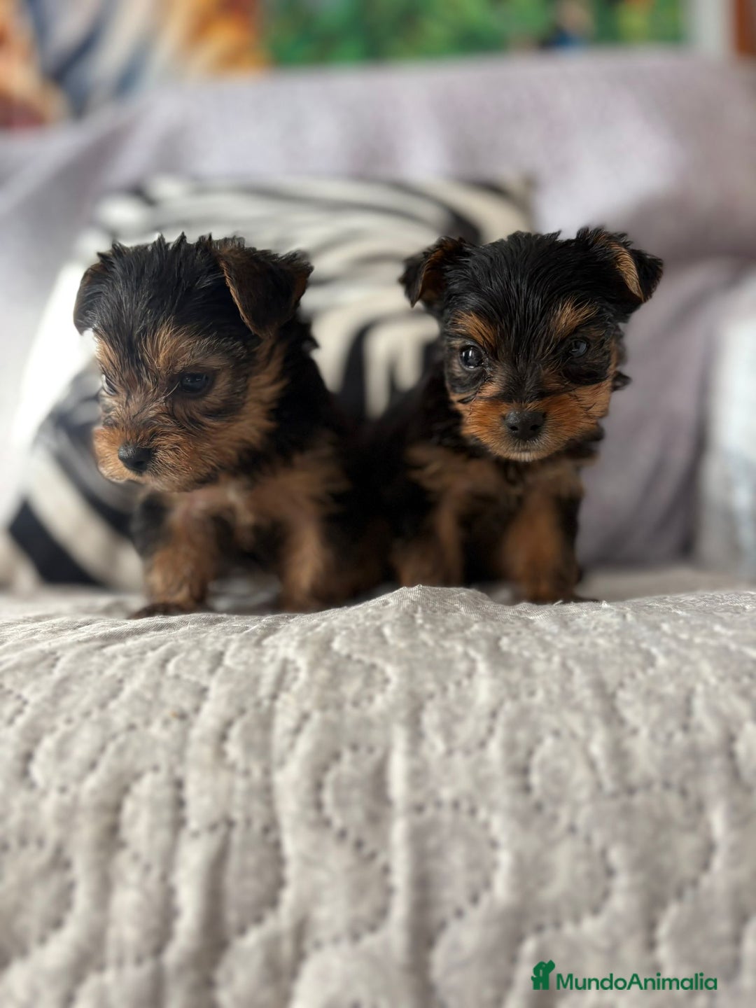 Yorkshire Terrier perros en venta: Yorkshire mini - Imagen 3