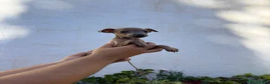 Pequeño Lebrel Italiano 1