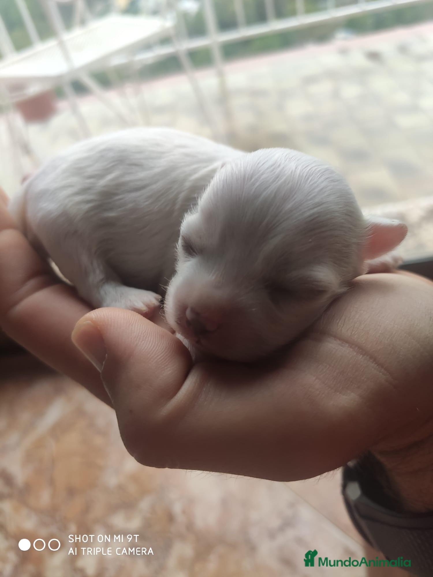 Simba