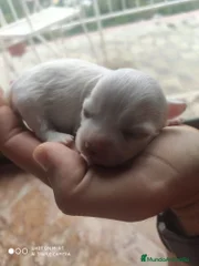 Simba