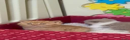 Británico de Pelo Corto gatos en venta: Gatito British Shorthair en Barcelona con Pedigrí  - Anuncio 4