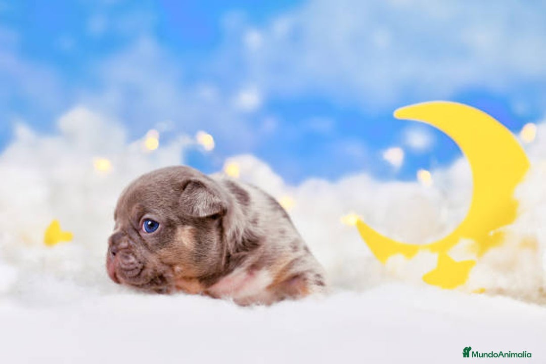 Bulldog Francés perros en venta: bulldog francés.  - Anuncio 3