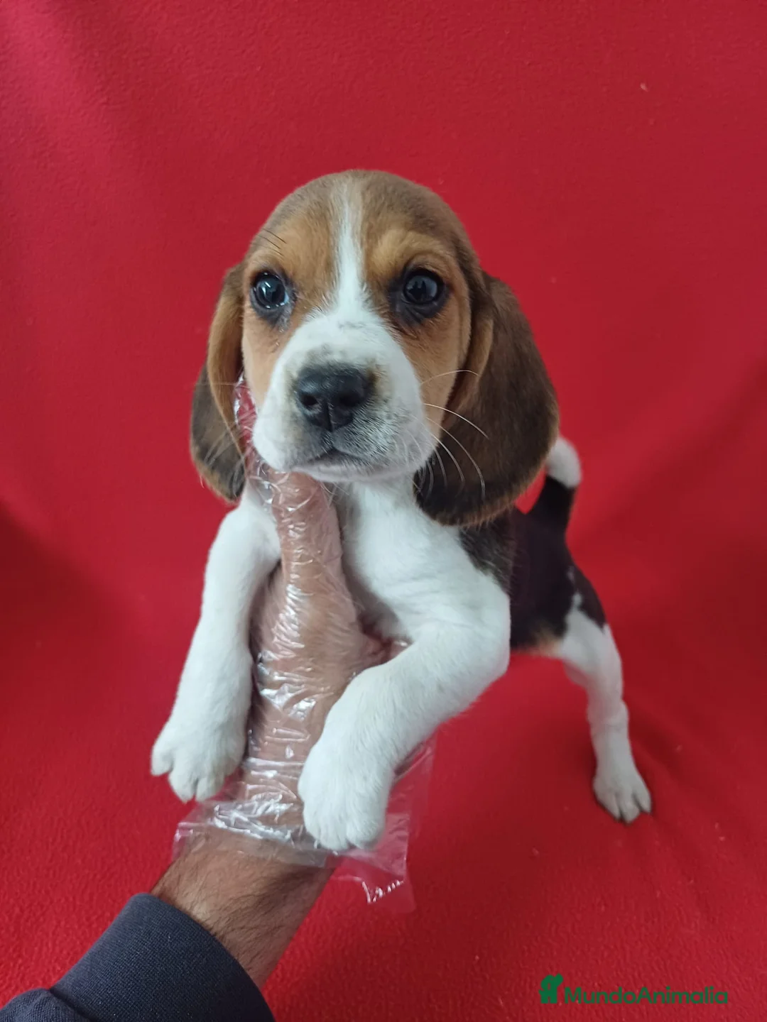 Beagle perros en venta: Beagle  - Anuncio 1