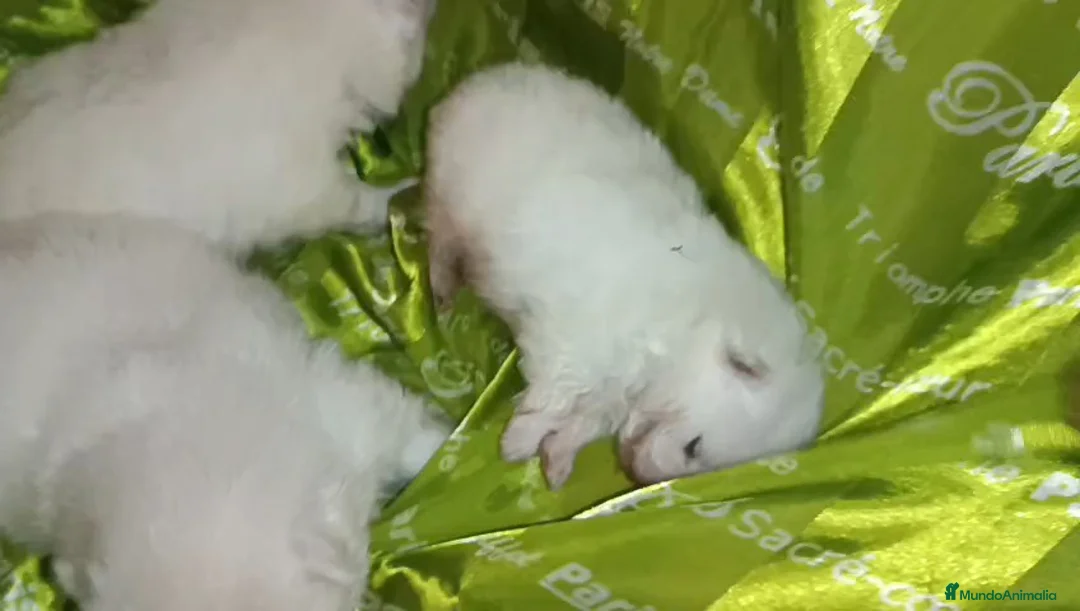 Pomerania perros en venta: POMERANIA MACHO Y HEMBRAS - Anuncio 4