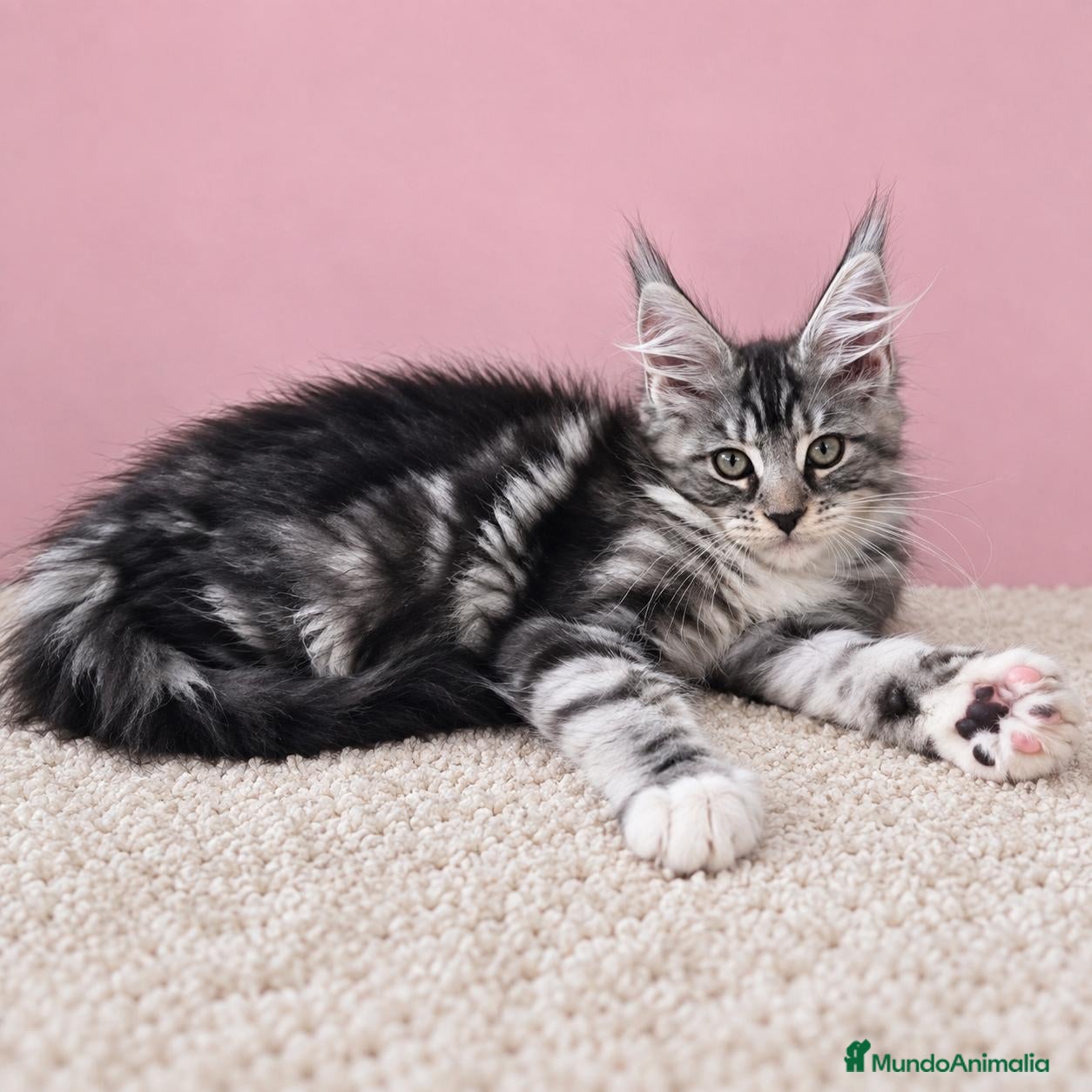 Maine Coon gatos Gatita maine coon  - Anuncio 4