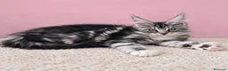 Maine Coon gatos en venta: Gatita maine coon  - Anuncio 1