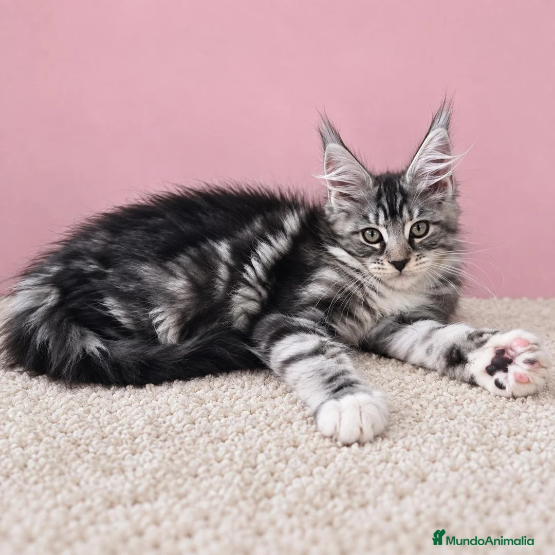Maine Coon gatos en venta: Gatita maine coon  - Anuncio 1