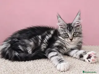 Maine Coon gatos Gatita maine coon - Anuncio 4
