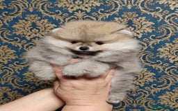 Pomerania perros en venta: Hembritas sable  - Imagen 1