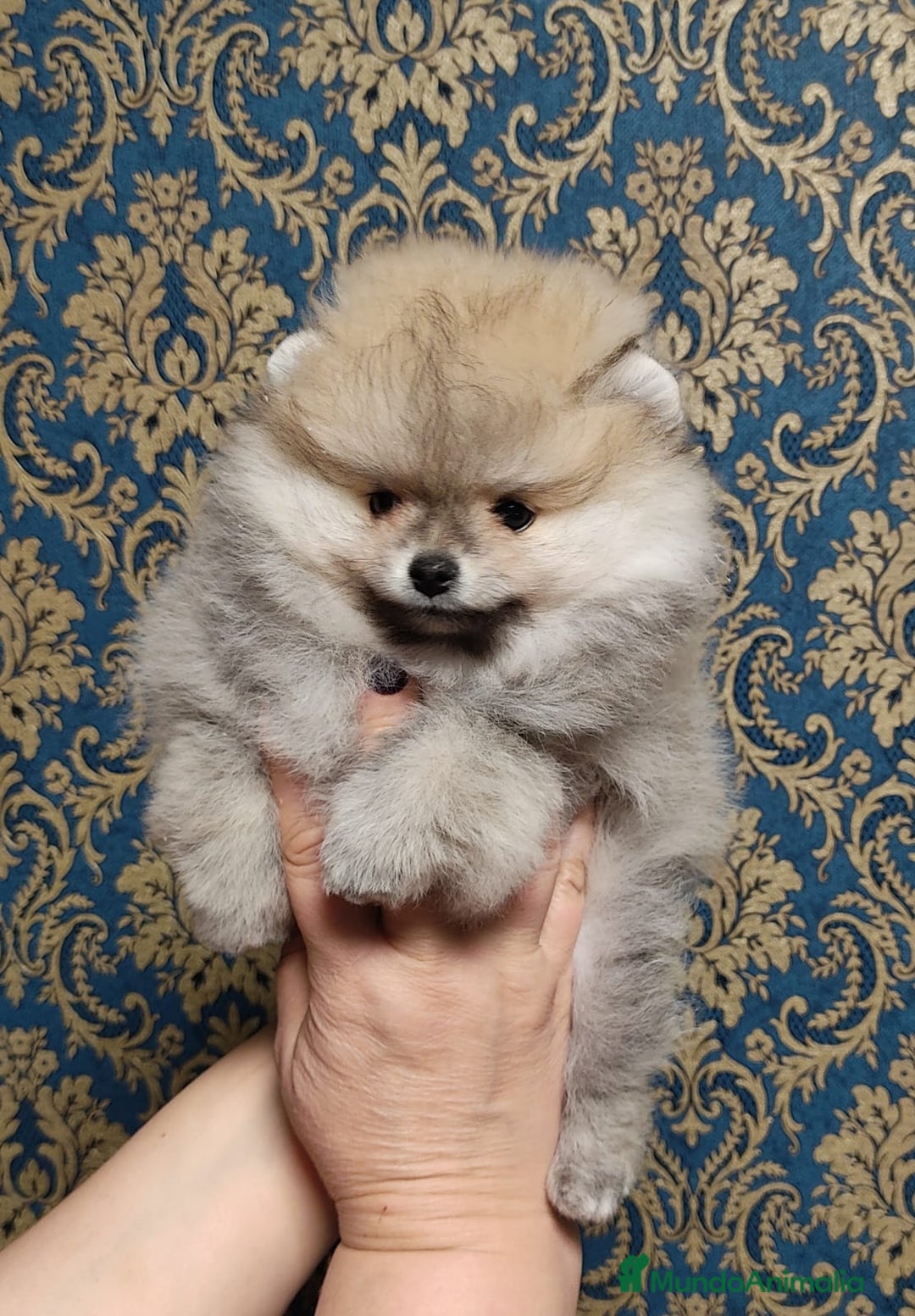 Pomerania perros en venta: Hembritas sable  - Imagen 1