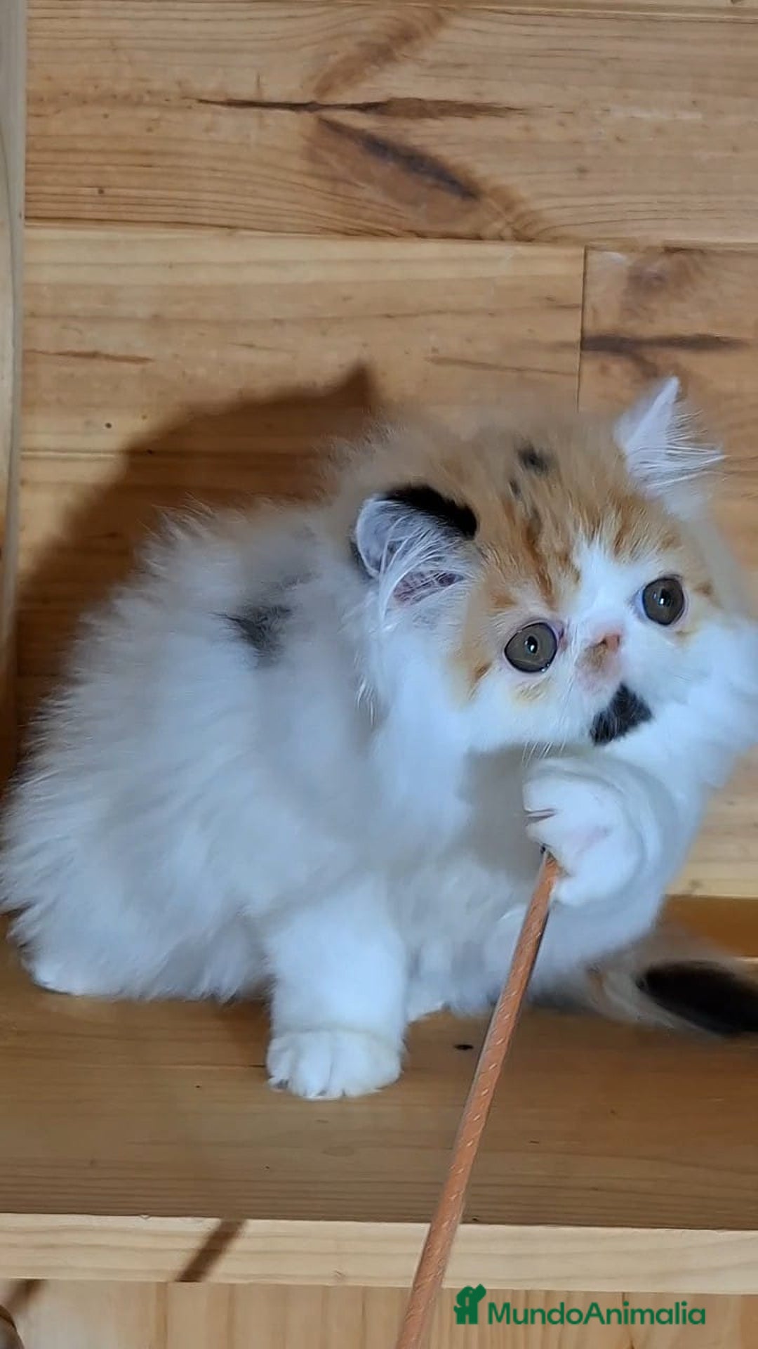 Persa gatos en venta: Preciosa Gata persa - Anuncio 11