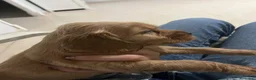 Cocker Spaniel Inglés perros en venta: Cocker  en Cádiz - Anuncio 4