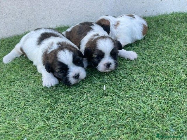 Shih Tzu perros shih tzu del valle  - Anuncio 1