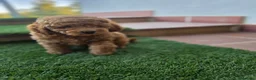 Caniche Toy perros en venta: CANICHE TOY - Anuncio 2