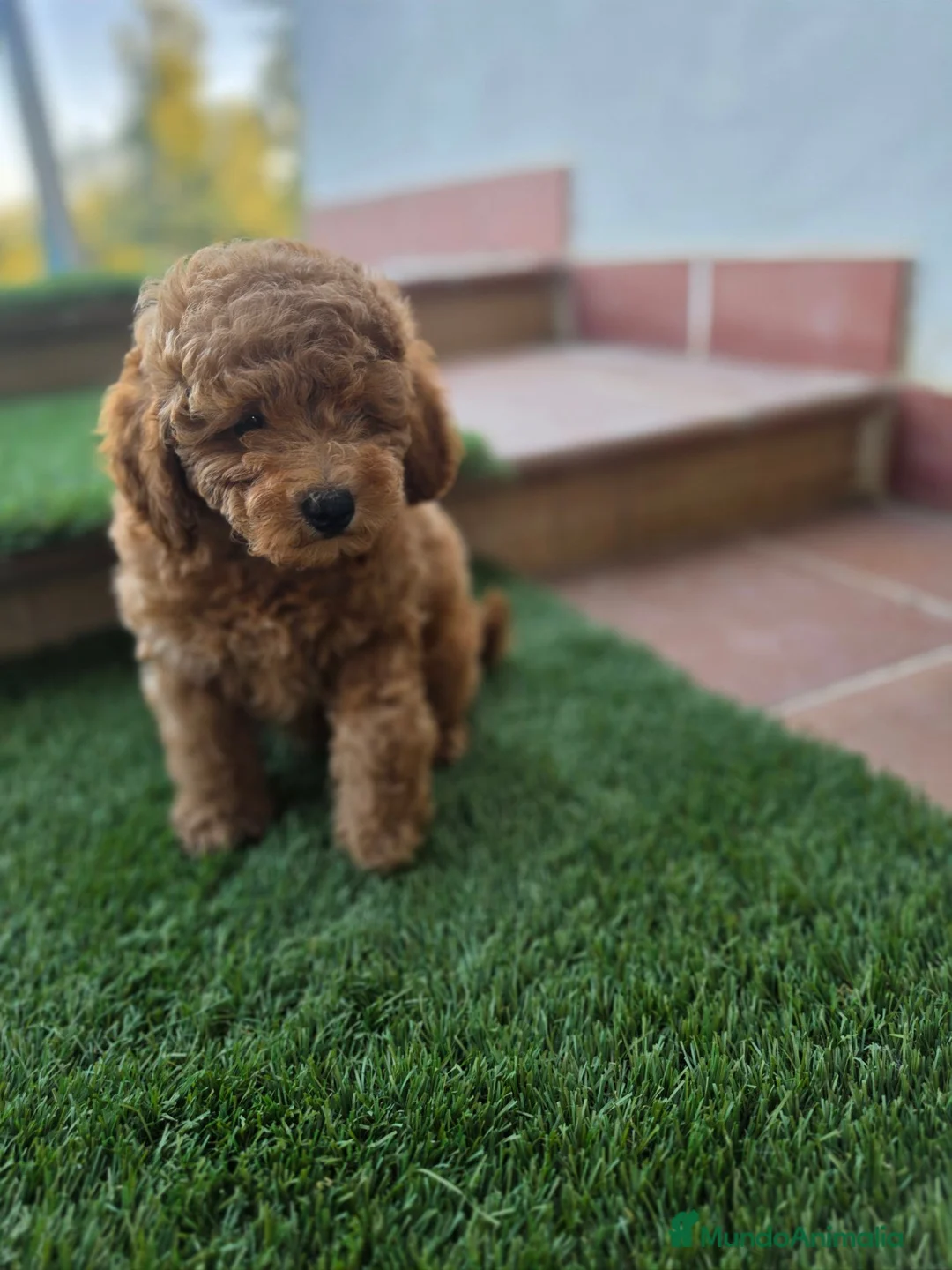 Caniche Toy perros en venta: CANICHE TOY - Anuncio 2