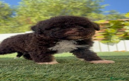 Perro de Agua Español perros en venta: PERRO DE AGUA ESPAÑOL HEMBRA - Imagen 13