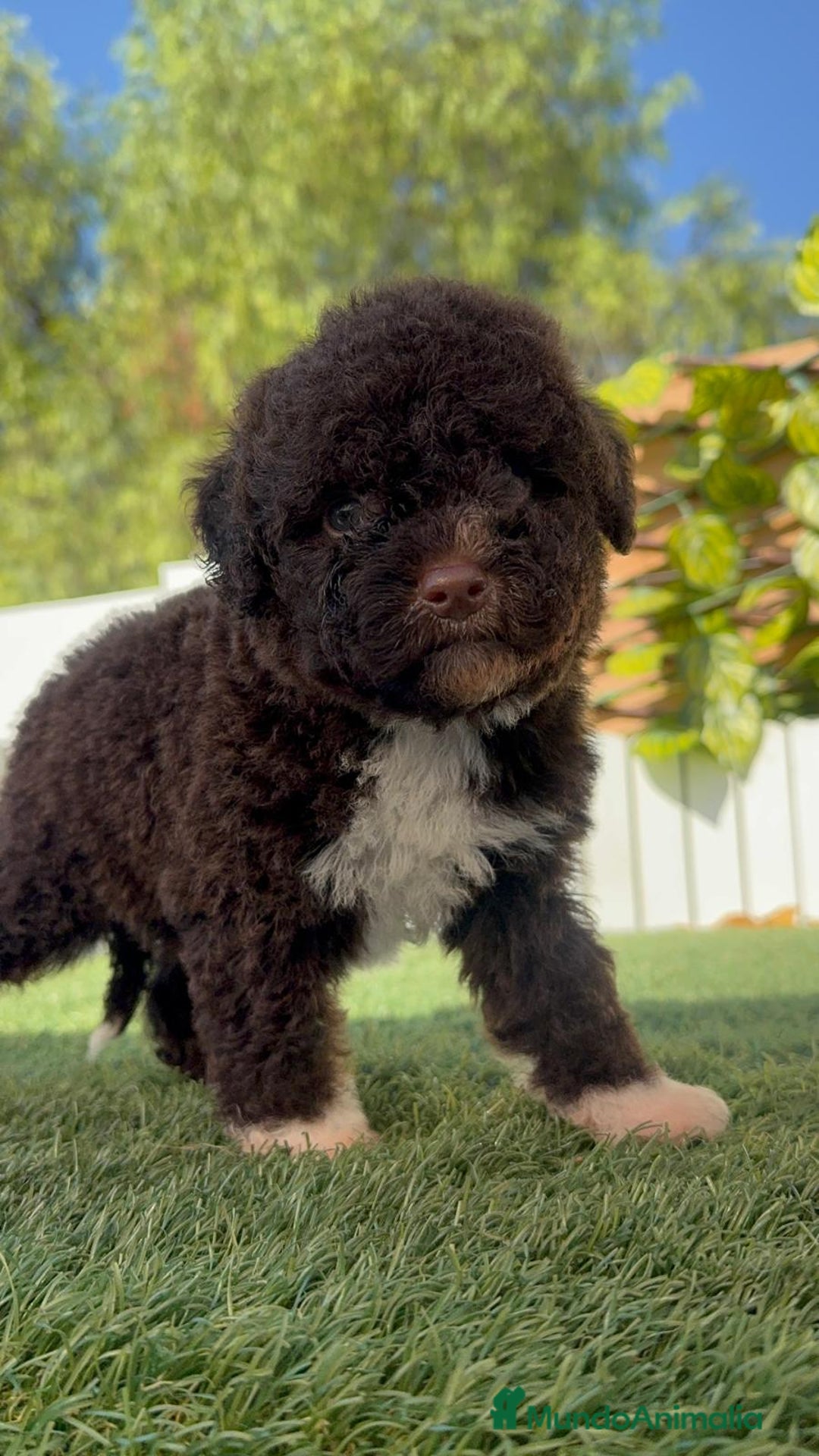 Perro de Agua Español perros en venta: PERRO DE AGUA ESPAÑOL HEMBRA - Imagen 13
