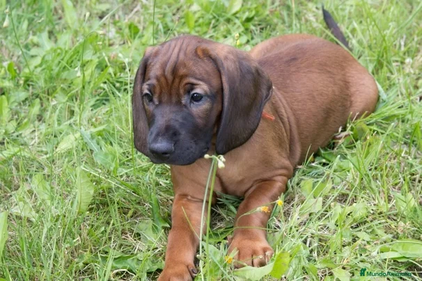 Sabueso de Sangre de Baviera perros SABUESO DE SANGRE BAVIERA  - Anuncio 1