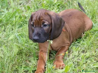 Sabueso de Sangre de Baviera perros SABUESO DE SANGRE BAVIERA - Anuncio 1