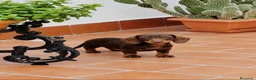 Chihuahua perros en venta: Impresionantes teckel canichen kanichen - Anuncio 11