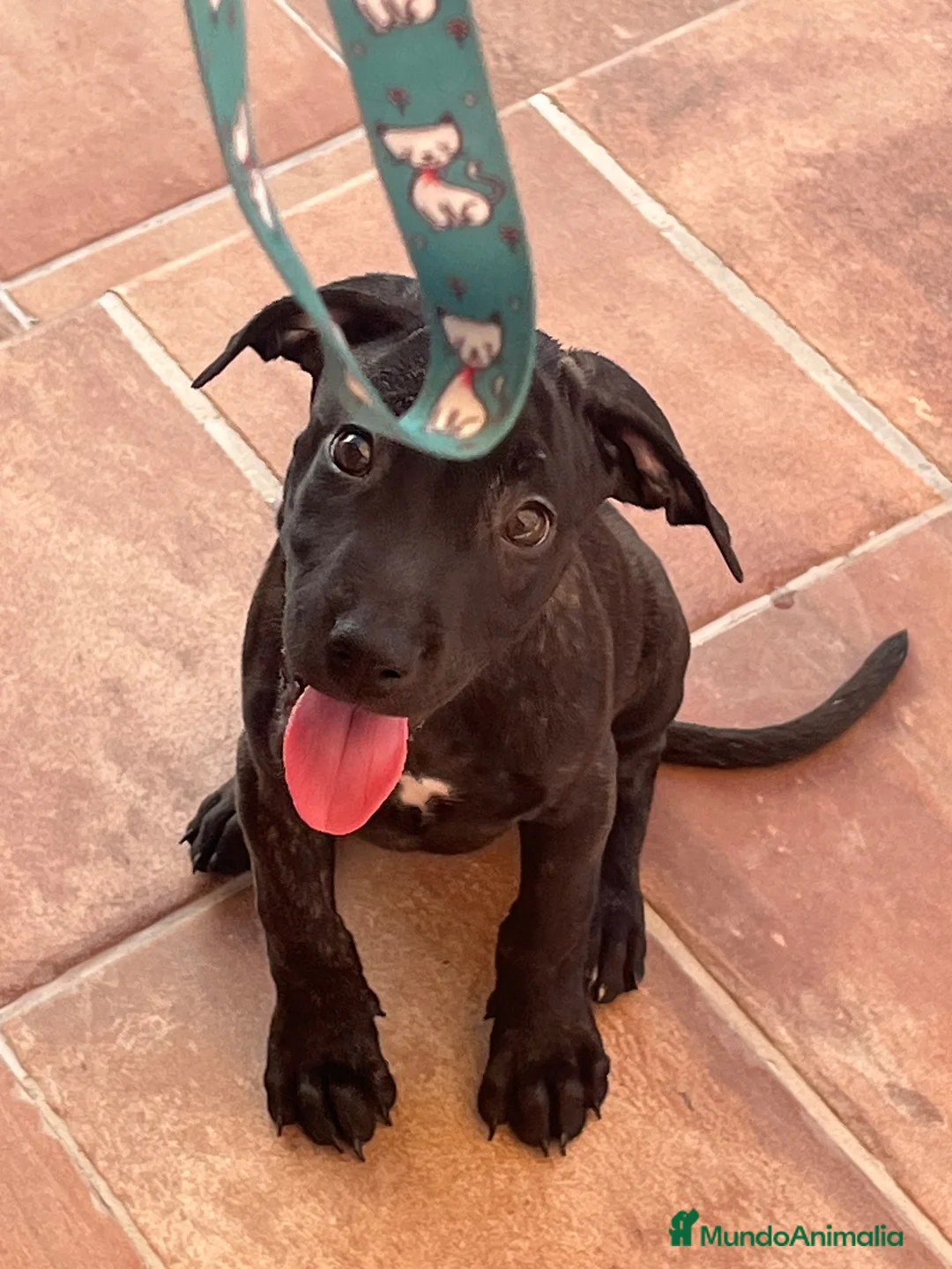 American Pit Bull Terrier perros en venta: HEMBRAS DE PITBULL  - Anuncio 6