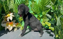Raza Mixta perros en venta: Excelente cachorro braco con Podenco  - Imagen 1