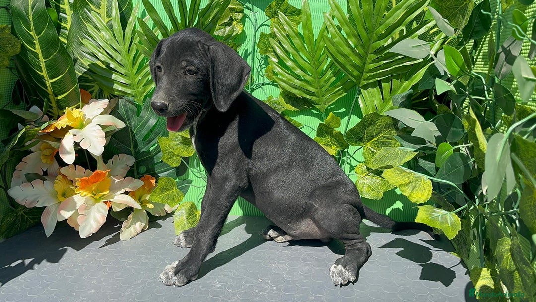 Raza Mixta perros en venta: Excelente cachorro braco con Podenco  - Imagen 1