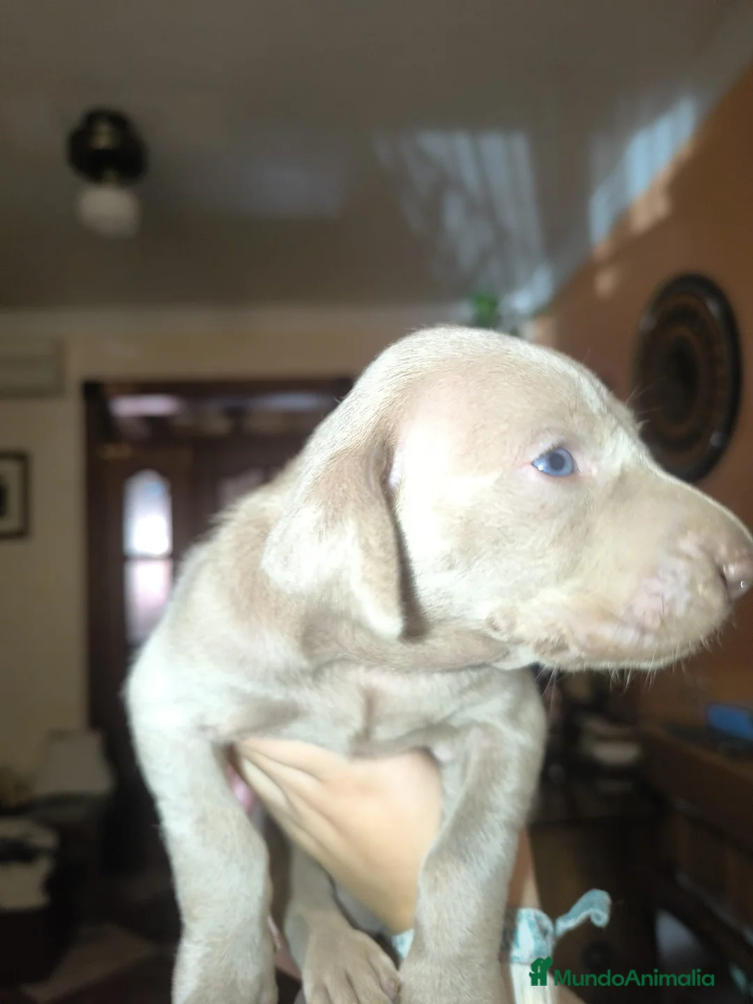 Weimaraner perros en venta: Hembra braco de Weimar  - Anuncio 4