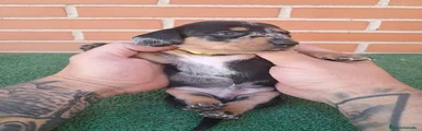 Macho Arlequin plata 