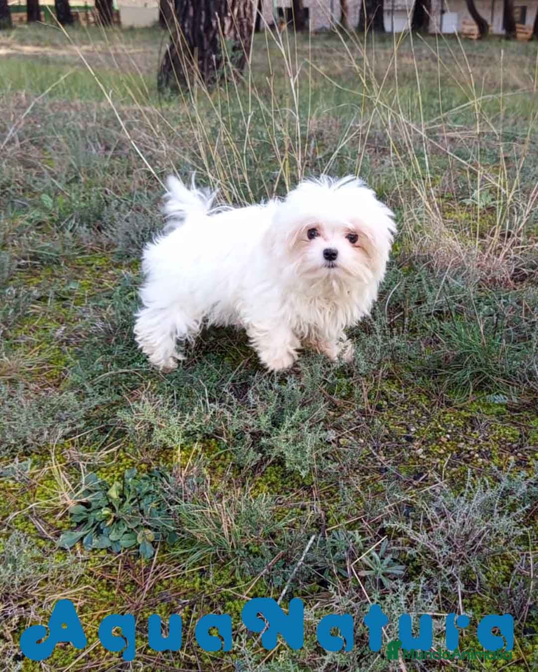 Bichón Maltés perros Bichon Maltes Macho de Cora 4566 AQUANATURA - Anuncio 2