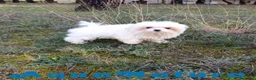 Bichón Maltés perros en venta: Bichon Maltes Macho de Cora 4566 AQUANATURA - Anuncio 2